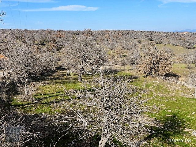 Çanakkale Ayvacık ilyasfakı köyünde satılık arsa