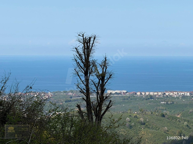 BALATLI KÖYÜ DENİZ MANZARALI BAKIMLI 21.055 M2 SATILIK FINDIKLIK
