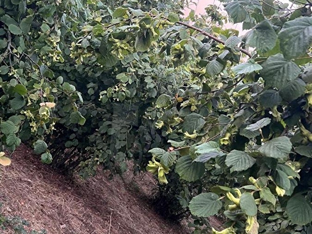 BALATLI KÖYÜ DENİZ MANZARALI BAKIMLI 21.055 M2 SATILIK FINDIKLIK - Görsel 4