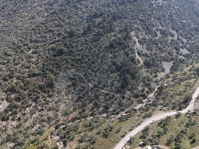 Muğla Milas Pınarcık mahallesinde fırsat zeytinlik