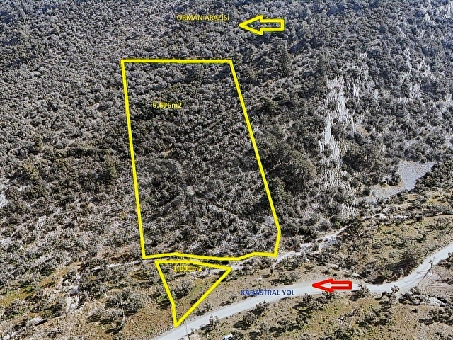 Muğla Milas Pınarcık mahallesinde fırsat zeytinlik - Görsel 2