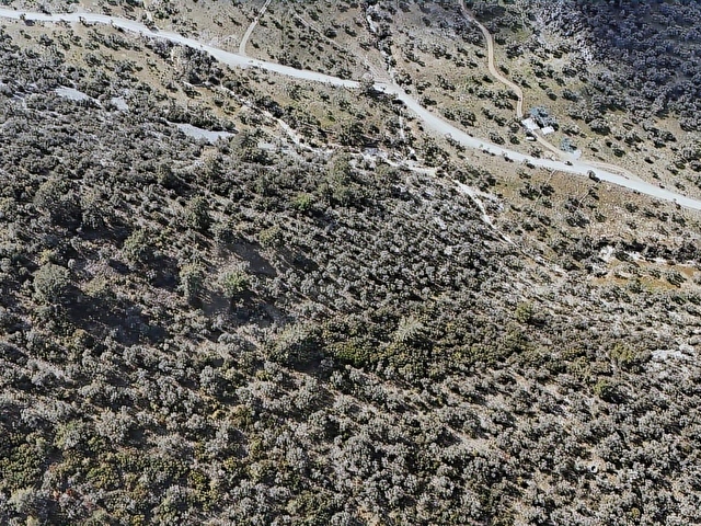 Muğla Milas Pınarcık mahallesinde fırsat zeytinlik - Görsel 12