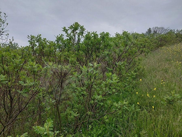 YENİŞEHİR KIZILKÖYDE ACİL SATILIK YAPIYA UYGUN 4950m2 TARLA - Görsel 28