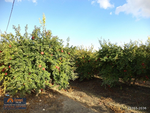 Antalya Serik Sariabali Koyunde Satilik Nar Bahcesi 21055 2036 Hurriyet Emlak