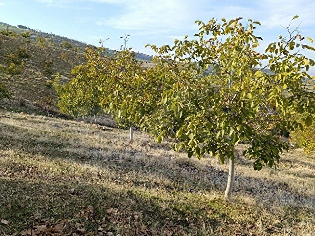 Manisa Kula Bebekli Mah. Satılık Cevizli Tarla 21 Dönüm - Görsel 10