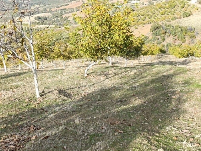 Manisa Kula Bebekli Mah. Satılık Cevizli Tarla 21 Dönüm - Görsel 11