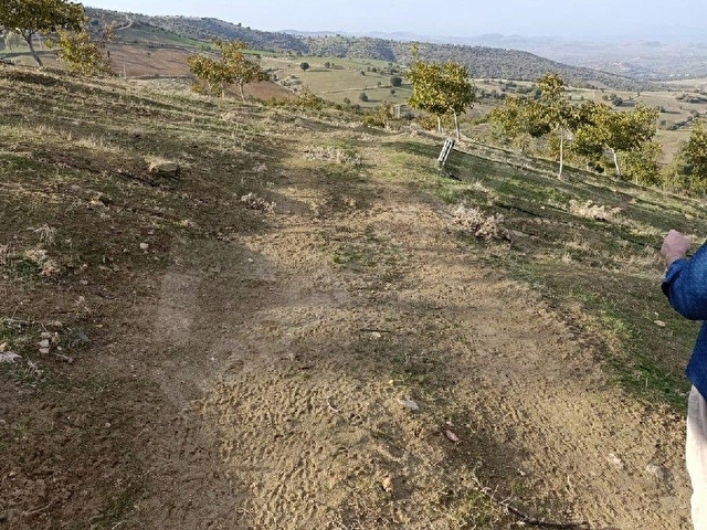 Manisa Kula Bebekli Mah. Satılık Cevizli Tarla 21 Dönüm - Görsel 12