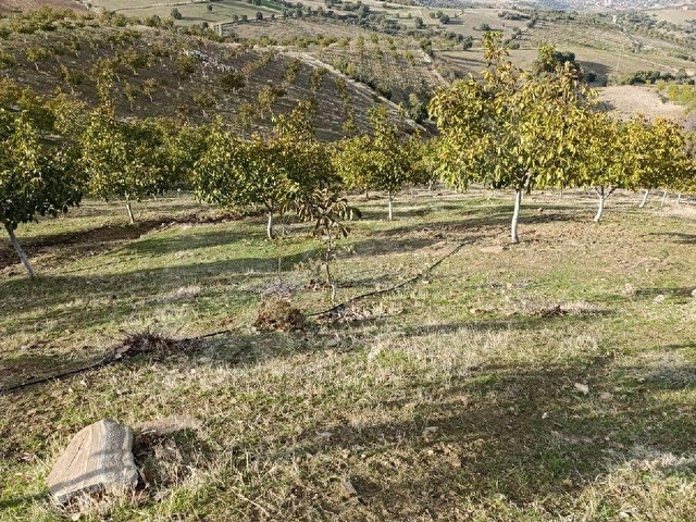 Manisa Kula Bebekli Mah. Satılık Cevizli Tarla 21 Dönüm - Görsel 25