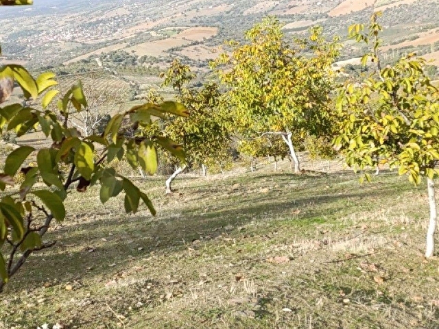 Manisa Kula Bebekli Mah. Satılık Cevizli Tarla 21 Dönüm - Görsel 26