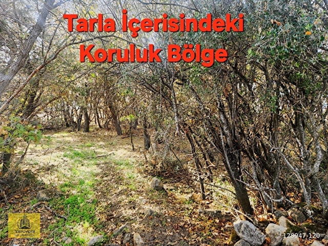 Çanakkale Merkez Yukarıokçular Satılık Boğaz Manzaralı Tarla. - Görsel 20