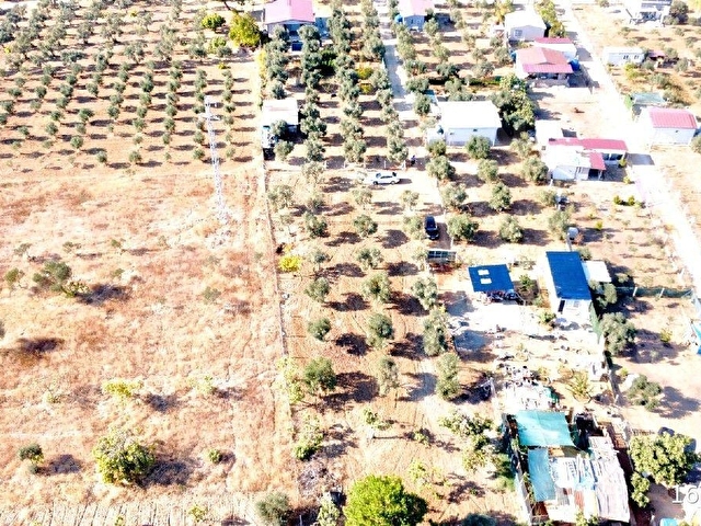DİRMİL KÖYÜNDE SATILIK HİSSE TAPU ZEYTİNLİK - Görsel 10