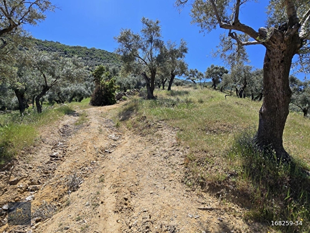 MARKADAN 16.873M2 SATILIK ZEYTİNLİK - Görsel 22
