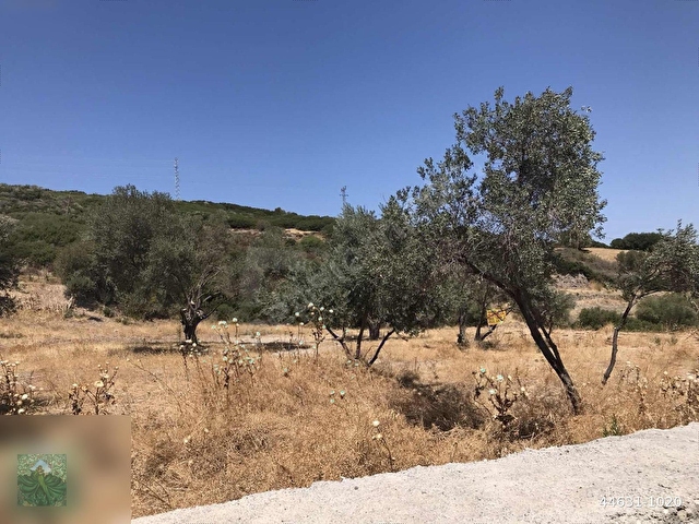 FOÇA DEMETER EMLAKTAN SATILIK ZEYTİNLİ ARAZİ - Görsel 4