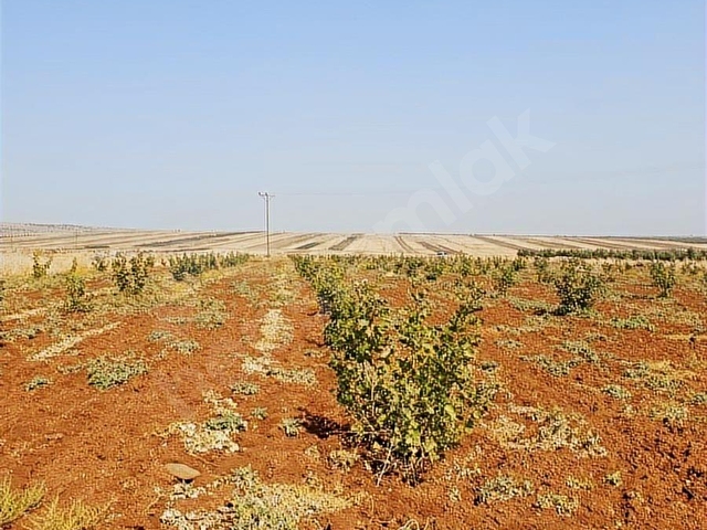 KİLİS KARACAVİRAN KÖYÜNDE SATILIK ARAZİ - Görsel 4