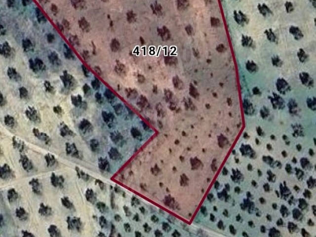 Taylıeli’de zeytinlik - Görsel 15