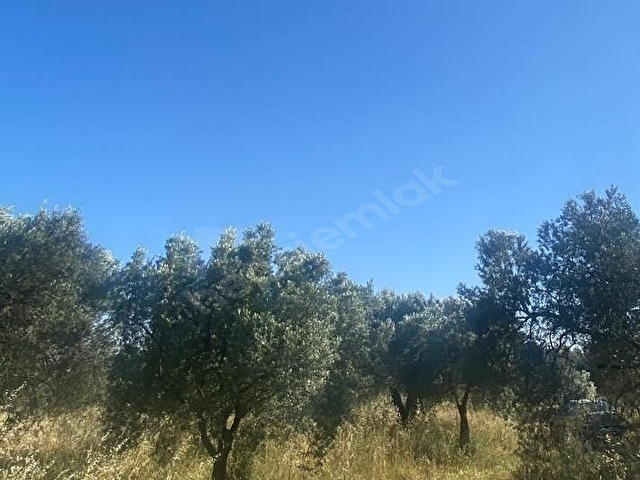 BENİM EMLAKTAN SÜLEYMANLI MAHALLESİNDE SATILIK TARLA