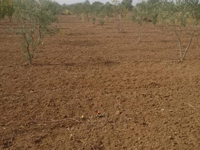 Kemalpasa Asakizilca Mah Satilik 3900 M2 Tek Tapulu Bahce 120739 17 Hurriyet Emlak