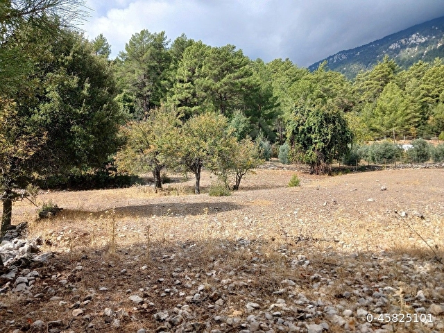 SATILIK Taşsız Düz Arazi Kuzca Köyü Kürce Mahallesi
