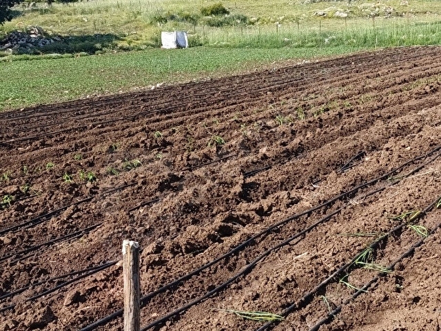 12 DÖNÜM TARLAMIZ 4 PARÇA HEPSİ BİR YERDE TEL ÖRGÜYLE ÇEVRİLİ SONTAJ HAVUZ MEVCUT - Görsel 9