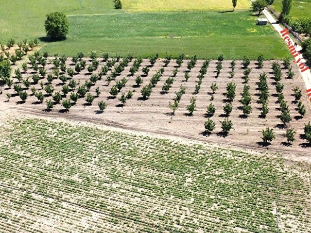 ELMALI TAVULLAR MAHALLESİN DE 3.300M2 AYVA BAHÇESİ SONDAJLI - Görsel 7
