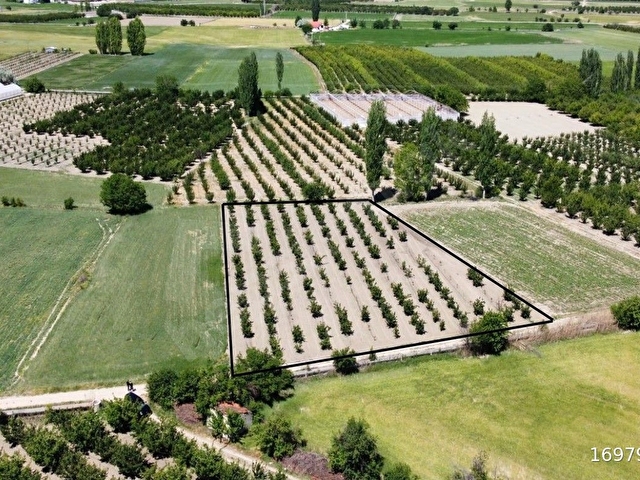 ELMALI TAVULLAR MAHALLESİN DE 3.300M2 AYVA BAHÇESİ SONDAJLI - Görsel 5