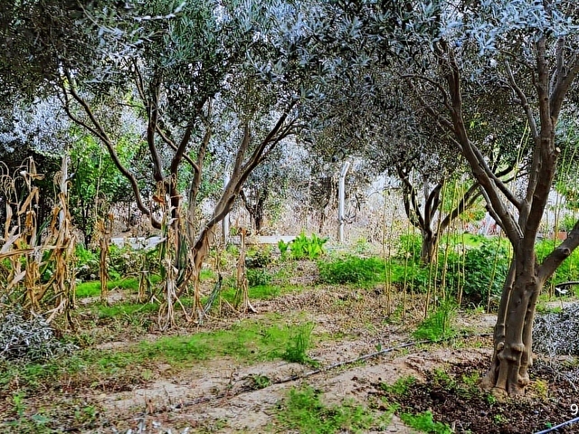 KEMALPAŞA AŞAĞI KIZILCA ANA YOLA YAKIN 1586M2 BAHÇE - Görsel 19