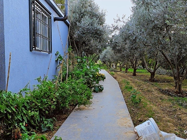 KEMALPAŞA AŞAĞI KIZILCA ANA YOLA YAKIN 1586M2 BAHÇE - Görsel 13