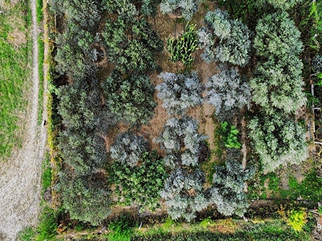KEMALPAŞA AŞAĞI KIZILCA ANA YOLA YAKIN 1586M2 BAHÇE - Görsel 27