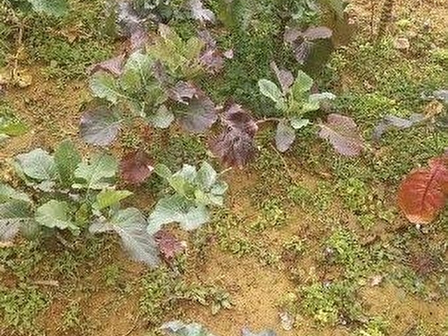 Şile Kalem Mah Satılık Tek Katlı Bina ve 769m2 Arsası - Görsel 27