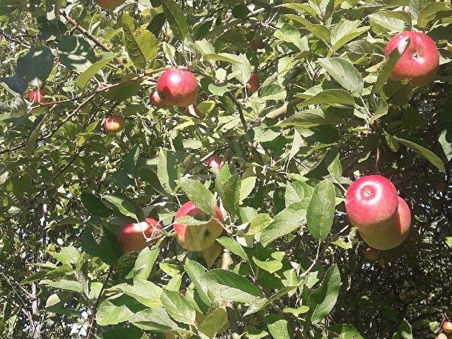 DENIZE SIFIR (LEB-I DERYA) ARSA - Görsel 11