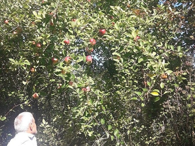 DENIZE SIFIR (LEB-I DERYA) ARSA - Görsel 12