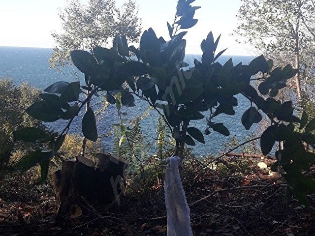 DENIZE SIFIR (LEB-I DERYA) ARSA - Görsel 20
