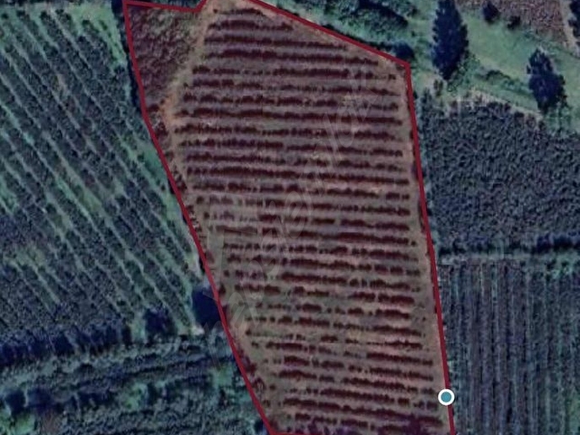 A.KAVACIK MAHALLESİNDE SATILIK 11.235 M2 FINDIK BAHÇESİ - Görsel 14