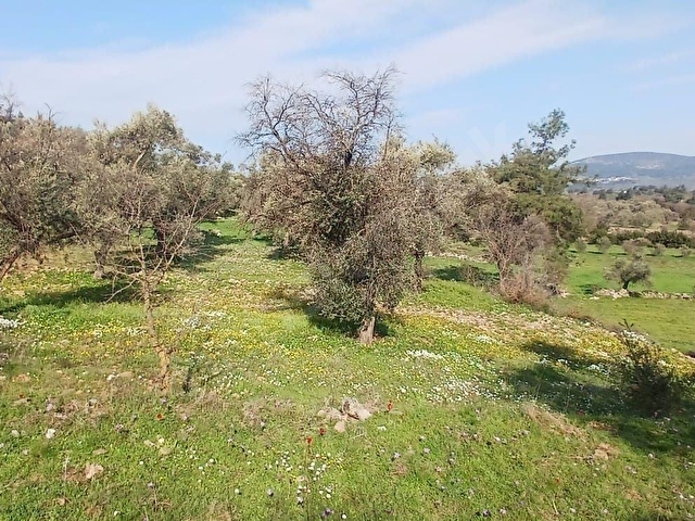 Milas Söğütçük Satılık