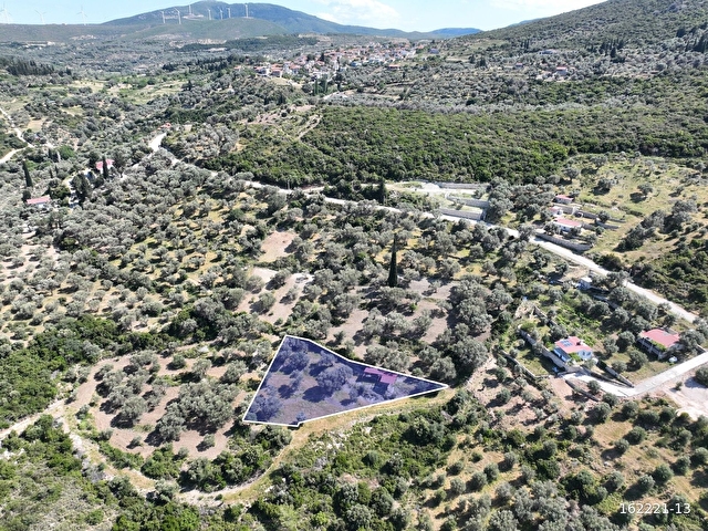 MAVİ BONCUKTAN KÖY MERKEZİNE YAKIN ZEYTİN AĞAÇLI TARLA