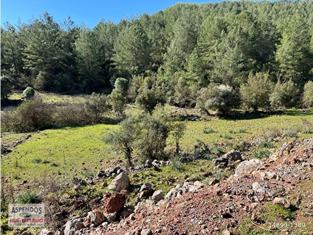 Gökbelde Doğa Ve Orman İçerisinde Satılık Tarla - Görsel 19