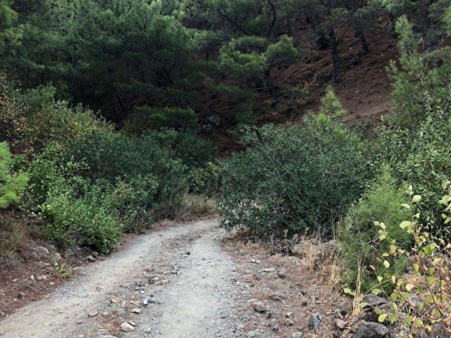 Mehmetalan Koyunde Dereye Cepheli Satilik Zeytinlik 110461 225 Hurriyet Emlak