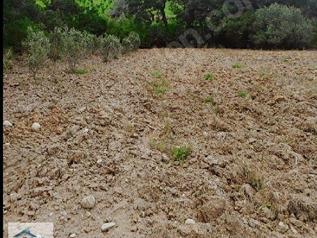 ŞEHZADELER SANCAKLI  KAYADİBİ  8739 m2 SUYU OLANZEYTİNLİK SATILIKTIR. - Görsel 3
