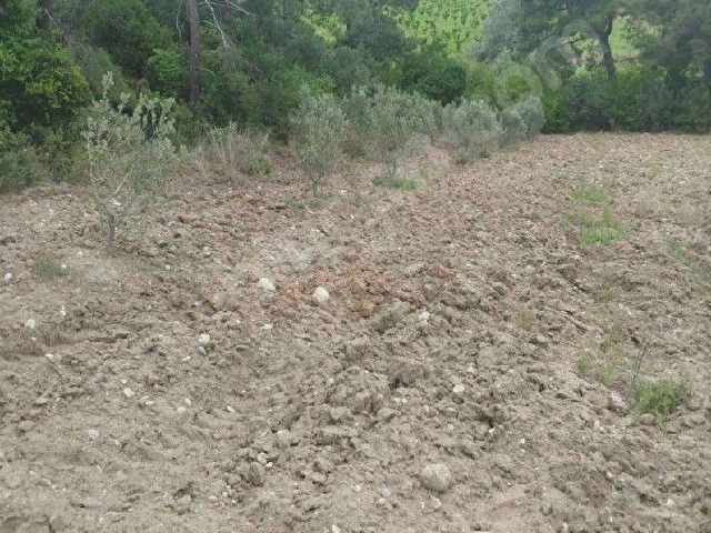 ŞEHZADELER SANCAKLI  KAYADİBİ  8739 m2 SUYU OLANZEYTİNLİK SATILIKTIR. - Görsel 4