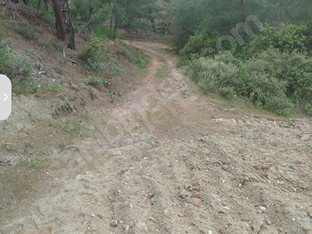 ŞEHZADELER SANCAKLI  KAYADİBİ  8739 m2 SUYU OLANZEYTİNLİK SATILIKTIR. - Görsel 6