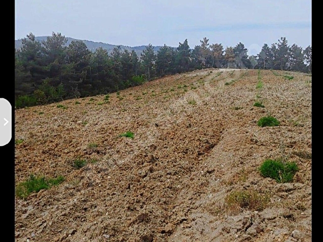 ŞEHZADELER SANCAKLI  KAYADİBİ  8739 m2 SUYU OLANZEYTİNLİK SATILIKTIR. - Görsel 10