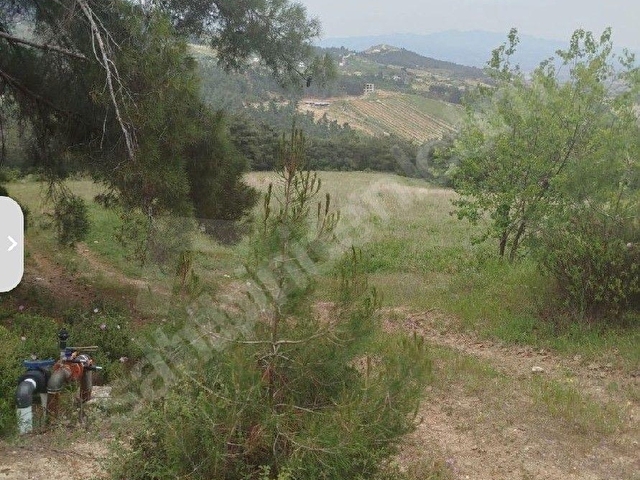 ŞEHZADELER SANCAKLI  KAYADİBİ  8739 m2 SUYU OLANZEYTİNLİK SATILIKTIR. - Görsel 16