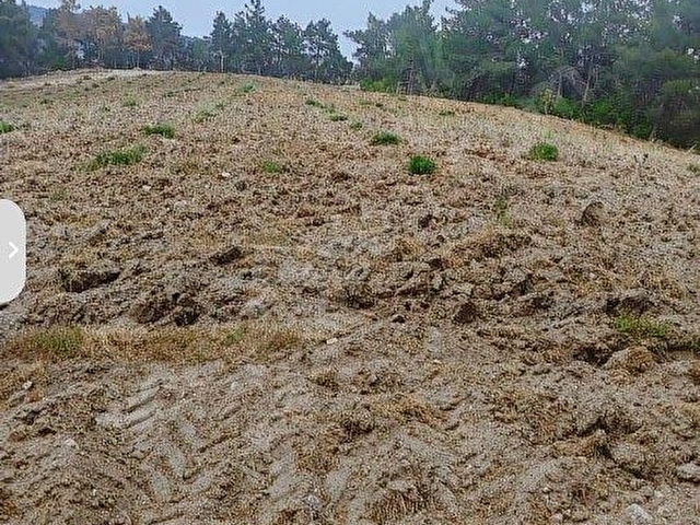 ŞEHZADELER SANCAKLI  KAYADİBİ  8739 m2 SUYU OLANZEYTİNLİK SATILIKTIR. - Görsel 17