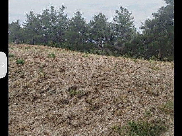 ŞEHZADELER SANCAKLI  KAYADİBİ  8739 m2 SUYU OLANZEYTİNLİK SATILIKTIR. - Görsel 18