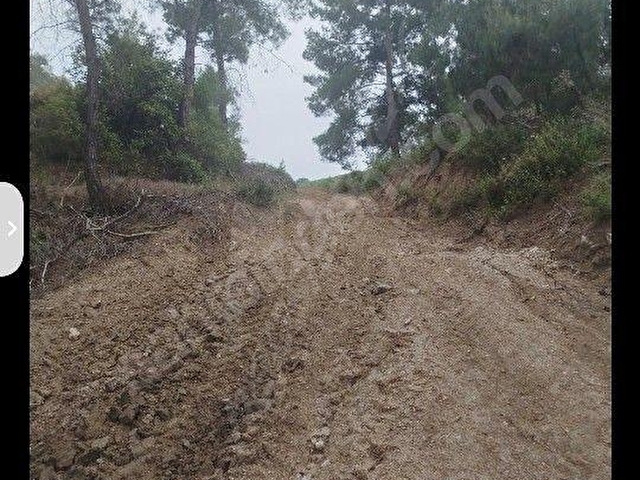 ŞEHZADELER SANCAKLI  KAYADİBİ  8739 m2 SUYU OLANZEYTİNLİK SATILIKTIR. - Görsel 23