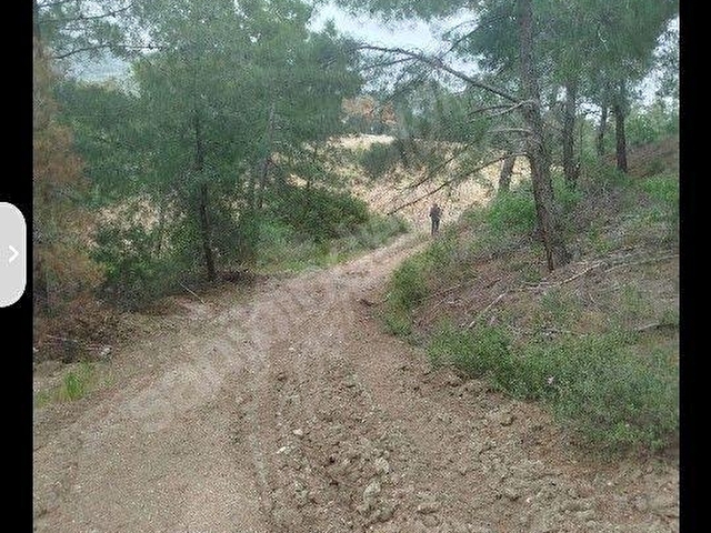 ŞEHZADELER SANCAKLI  KAYADİBİ  8739 m2 SUYU OLANZEYTİNLİK SATILIKTIR. - Görsel 24