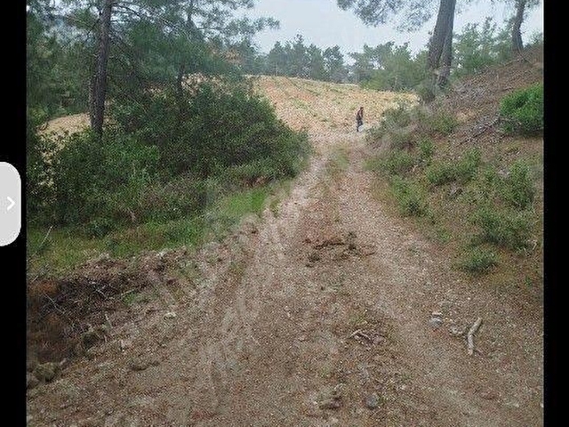 ŞEHZADELER SANCAKLI  KAYADİBİ  8739 m2 SUYU OLANZEYTİNLİK SATILIKTIR. - Görsel 25