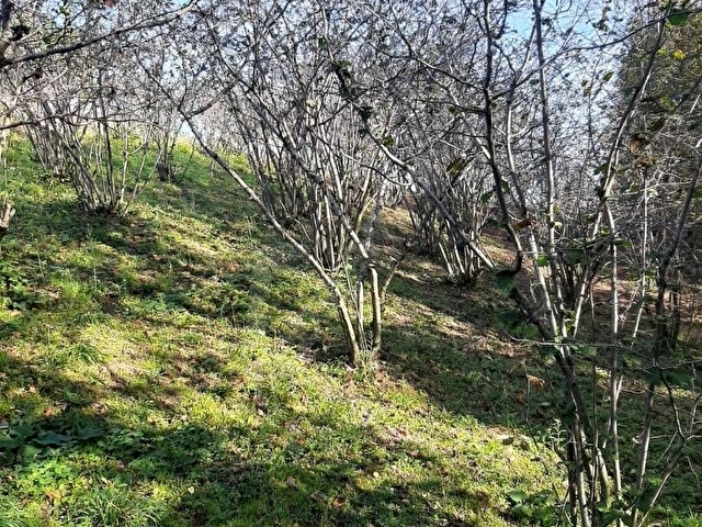 SAHİBİNDEN SATILIK FINDIK BAHÇESİ - Görsel 18
