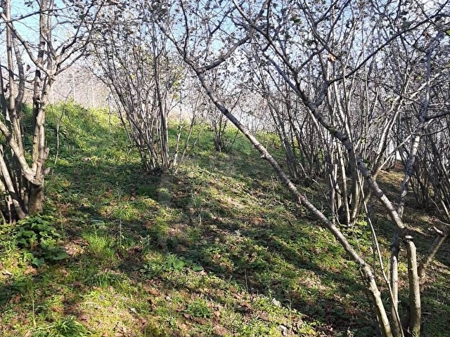 SAHİBİNDEN SATILIK FINDIK BAHÇESİ - Görsel 20