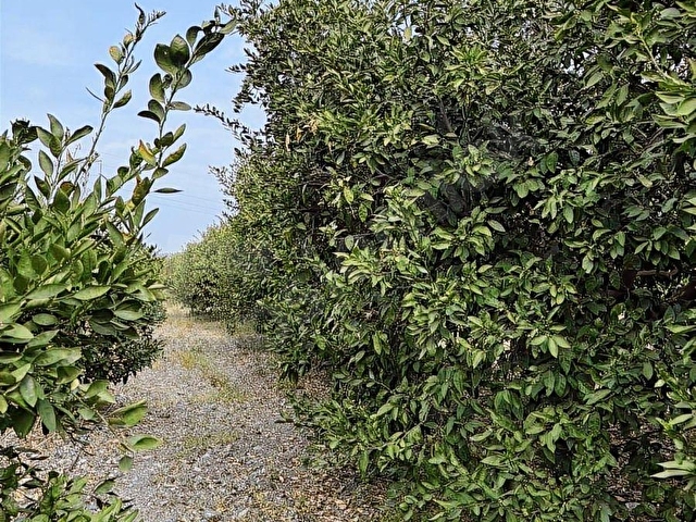 ERZİN GÖKDEREDE TEK TAPU SATSUMA BAHÇESİ - Görsel 11
